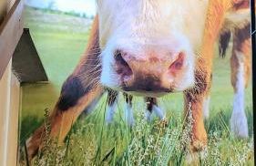 Heimatliebe Neuried 20 Min zum Europa-Park - Foto 46