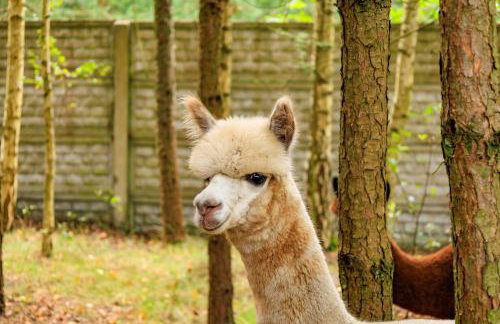 Zielona Zagroda Agnieszka Połeć - Foto 13