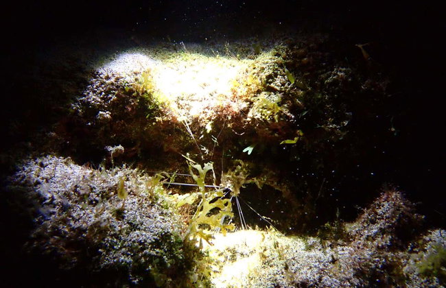 Snorkeling notturno nella spiaggia di Porto dos Frades - Foto 8