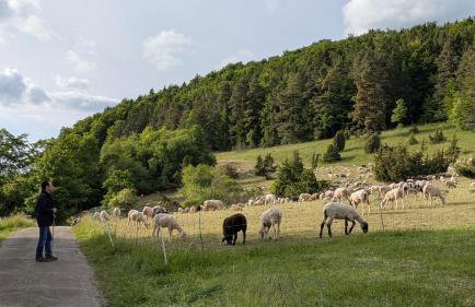 Ferienwohnung Eppler - Foto 5