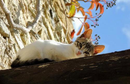 Anastasia Luxury Villas - Photo 5