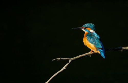L'Orgelétaine : Grande Maison au milieu des Lacs du Jura - Foto 64