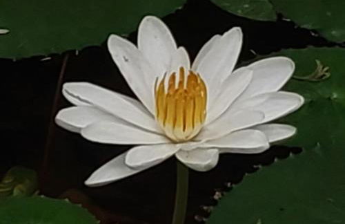 Casa Petar Betari - Foto 46