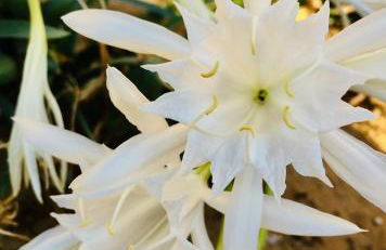 Relax Near The Sea - Foto 52