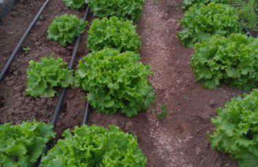 Casa L&M - Refúgio com Horta Biológica Certificada - Foto 28