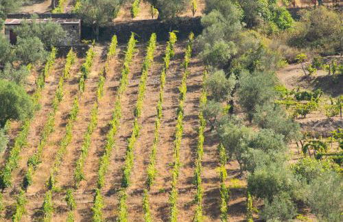 Quinta dos Padrinhos - Suites in the Heart of the Douro - Foto 76