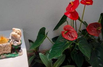 Aptos con piscina El Flamboyán 1 - Photo 11