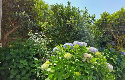 Casa Pinho - Foto 30