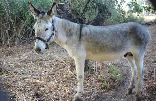 Las Tejeruelas Casa Rural - Foto 45