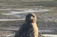 Cabaña de ensueño en el bosque y junto al mar - Foto 59