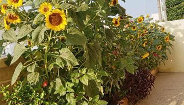 Casa vacanza Tiziana - Foto 4