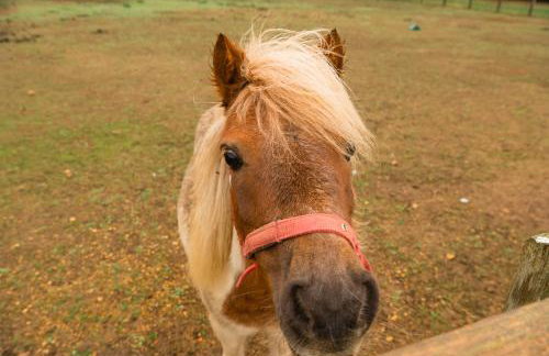 Family Cotswolds Cottage Farm Stay - The Smythy - Foto 43