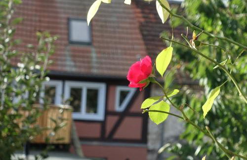 Omas Linde - Foto 22