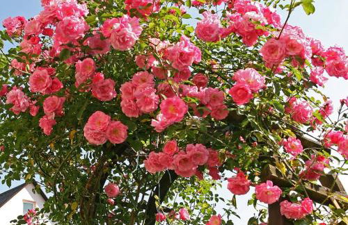 Ferienwohnung Waldstraße - Foto 29