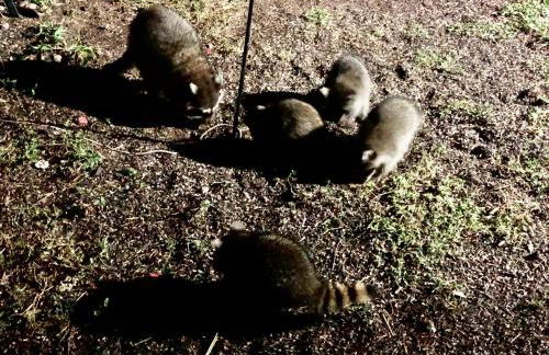 Fishers Of Men Ranch Home - Photo 66