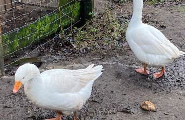 Wunderschöne Ferienwohnung auf dem Bauernhof - Foto 20