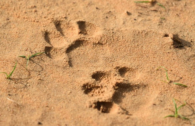 Wilpattu Tree House Hotel - Foto 38