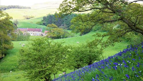 Bluebells Cottage - Photo 1