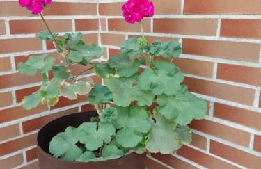 Casa Laurel - Foto 49