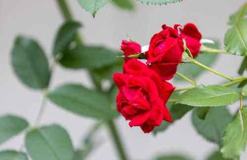 Haus am See - Photo 55