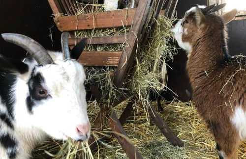 Ela's Hof - Trollblume - Foto 8