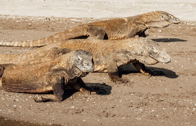 Regina Liveaboard - Foto 10