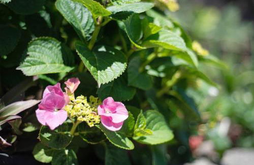 Casa Margarita - Photo 4