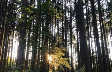 4B TH in Kirkland Woodinville Prime Location - Photo 41