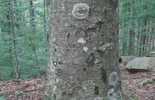 Il Nido Di Montagna - Foto 42