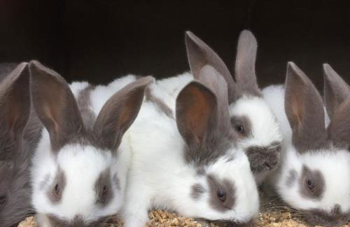 Ô pré de jade - Foto 18