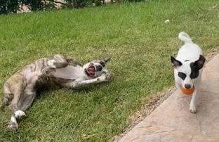 Piso delante de la playa La Pineda con 2 habitaciones - Photo 17