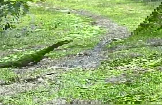 La Tranquilidad Beach Resort - Foto 63