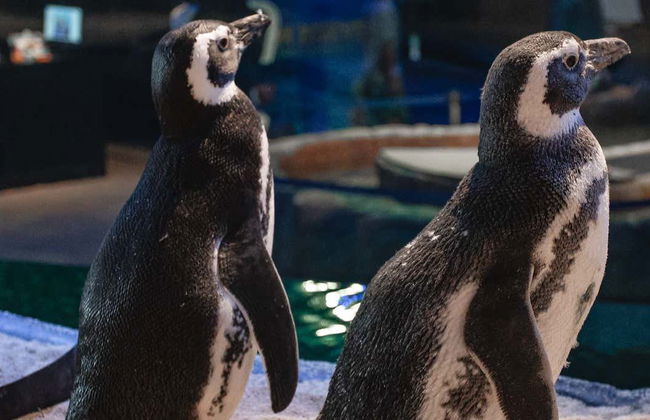 Oceanic Aquarium Ticket - Photo 1