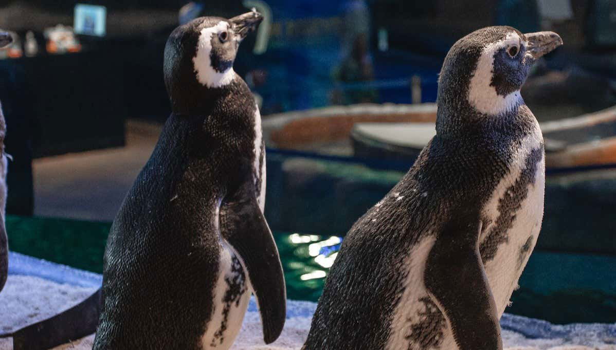 Entrada a Oceanic Aquarium