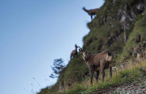 Chez Francine - Photo 34