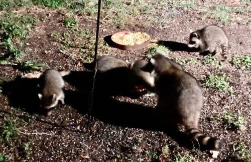 Fishers Of Men Ranch Home - Photo 65