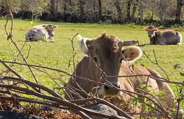 CHECK-IN CASAS Cumbre de Benasque - Photo 30