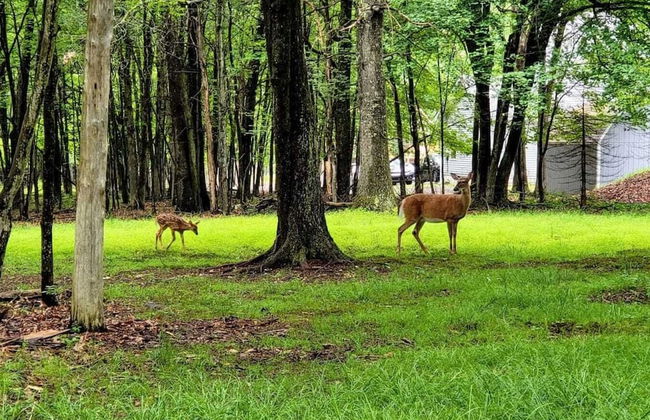 The Tranquil Trails by Avantstay Lake Access, Deck, Fireplace - Foto 43