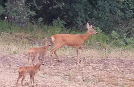 La Quercia e il Castagno Country & Relax - Foto 62