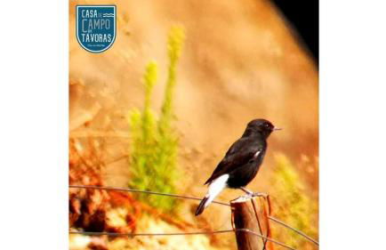 Casa de Campo dos Távoras - Foto 37