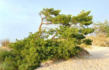 Apartamenty - Dom Smołdziński Las - Foto 34