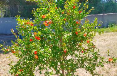 Casa Marina Lu Tuvaraggiu Casa vacanze - Photo 34