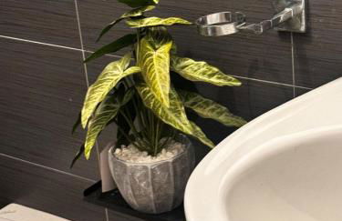 rachel house - Foto 19