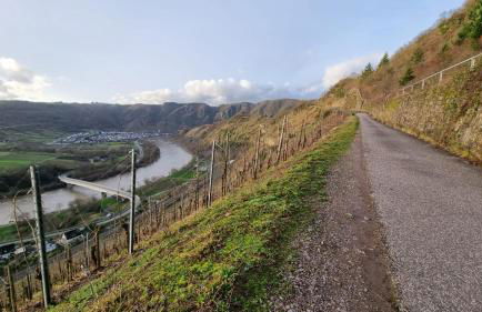 Moselzeit in Neef - Photo 19