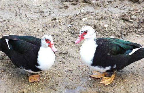 Quinta das Ameixas - Country & Nature - Foto 79