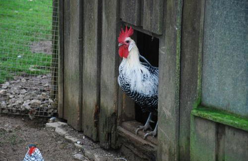 Ferienwohnungen Landgasthaus Janshen - Foto 22