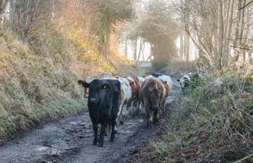 Charlottes Cottage - Foto 23