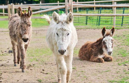 Northlands Farm King Ensuite - Photo 16