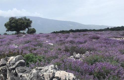 Studio apartment in Mali Losinj with terrace, air conditioning, WiFi, washing machine 4913-2 - Foto 23