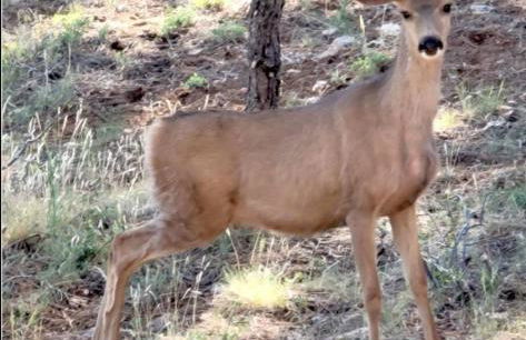 Pet Friendly Eagles View Cabin Retreat - Foto 26